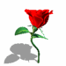 Rose-02-june
