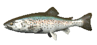 Animatedtrout-51 1